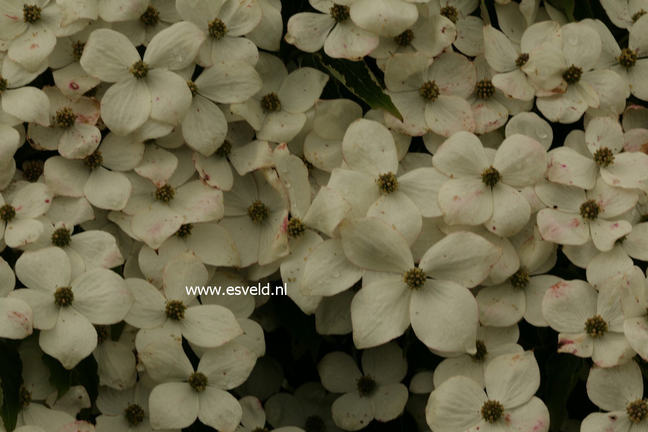 Cornus kousa