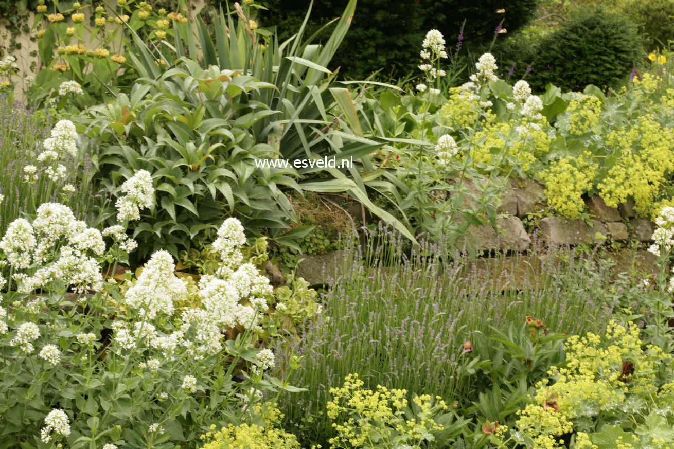 Centranthus ruber 'Albus'