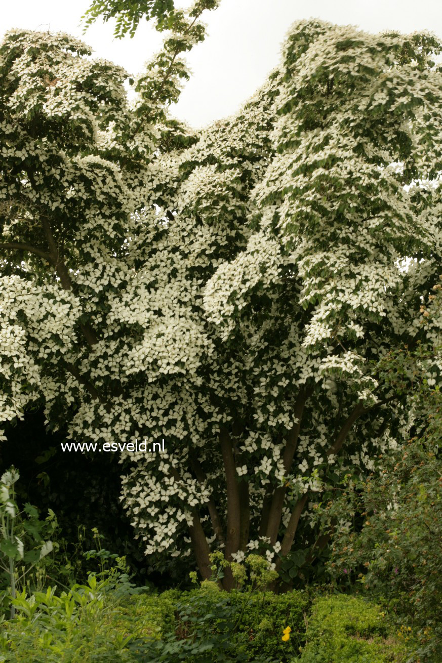 Cornus kousa