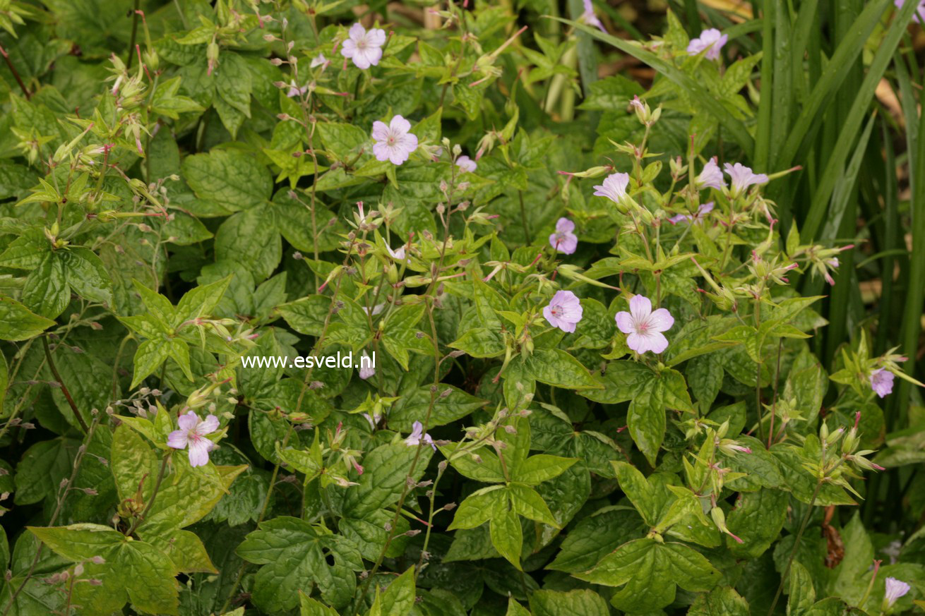 Geranium nodosum