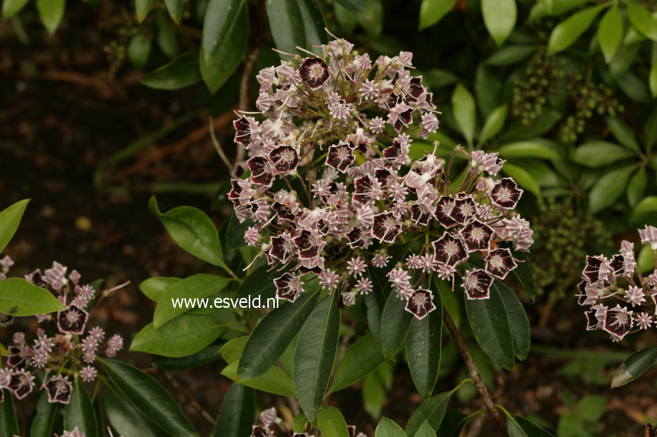 Kalmia latifolia 'Mitternacht'