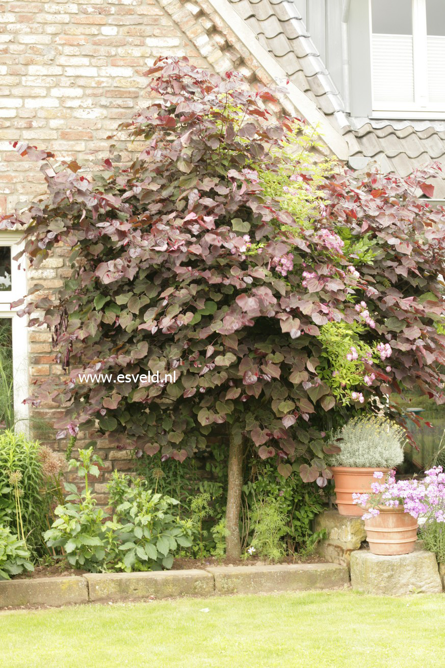 Cercis canadensis 'Forest Pansy'