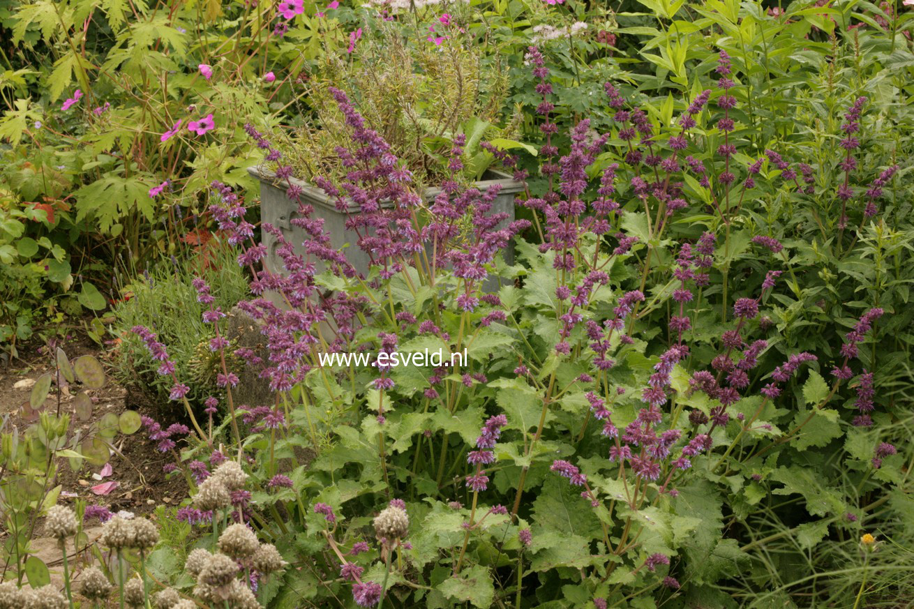 Salvia verticillata 'Purple Rain'