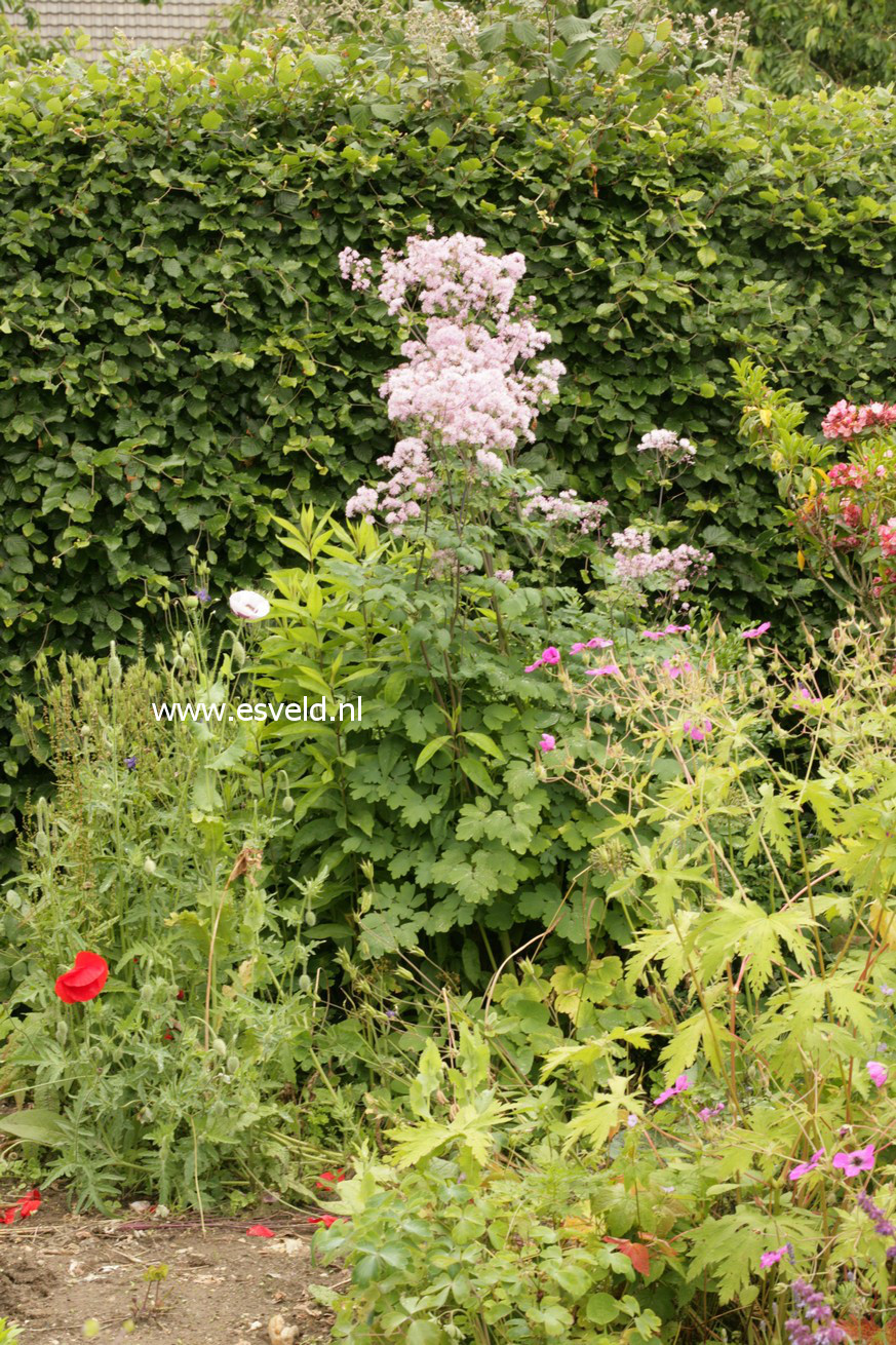 Thalictrum aquilegifolium