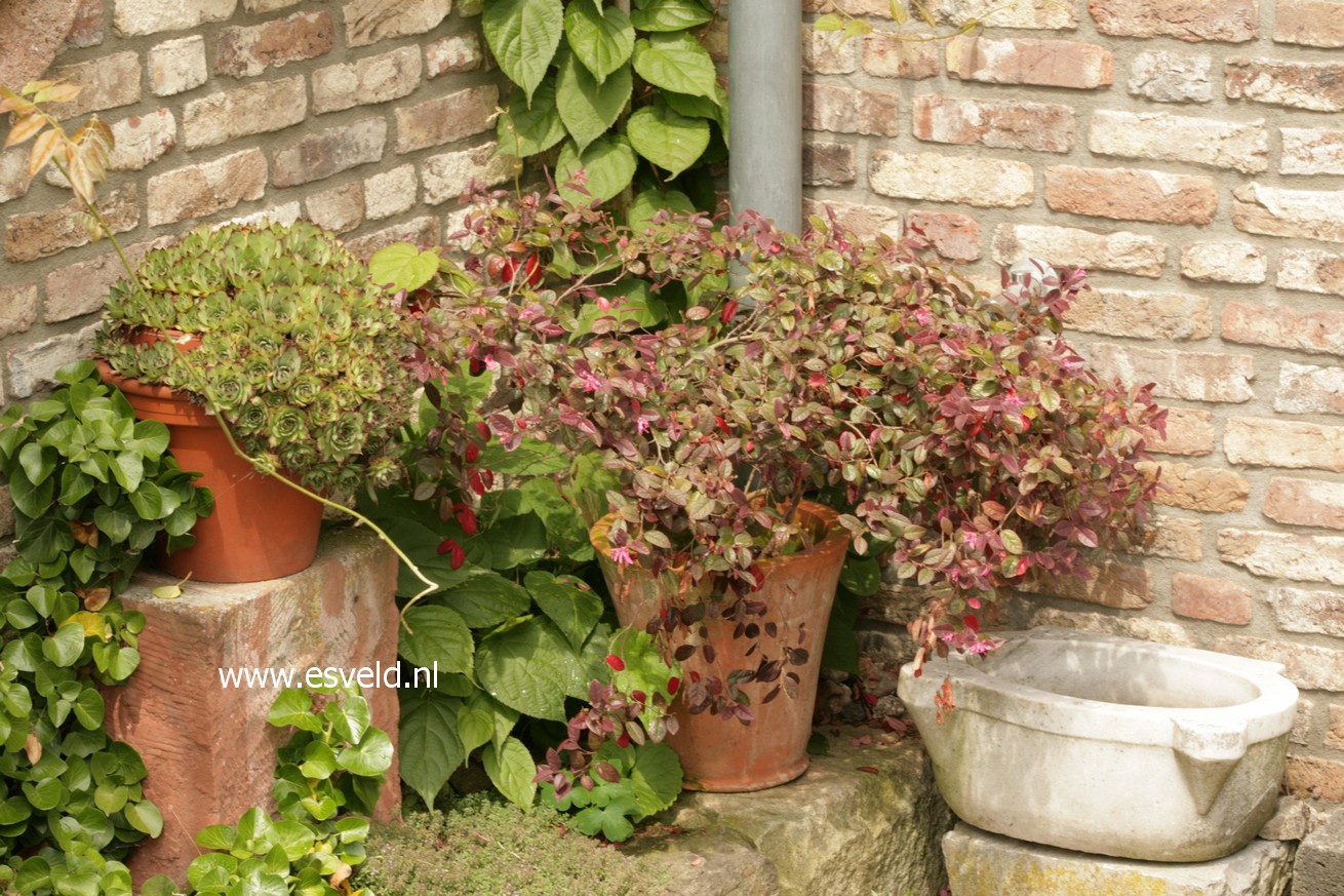 Loropetalum chinense 'Fire Dance'