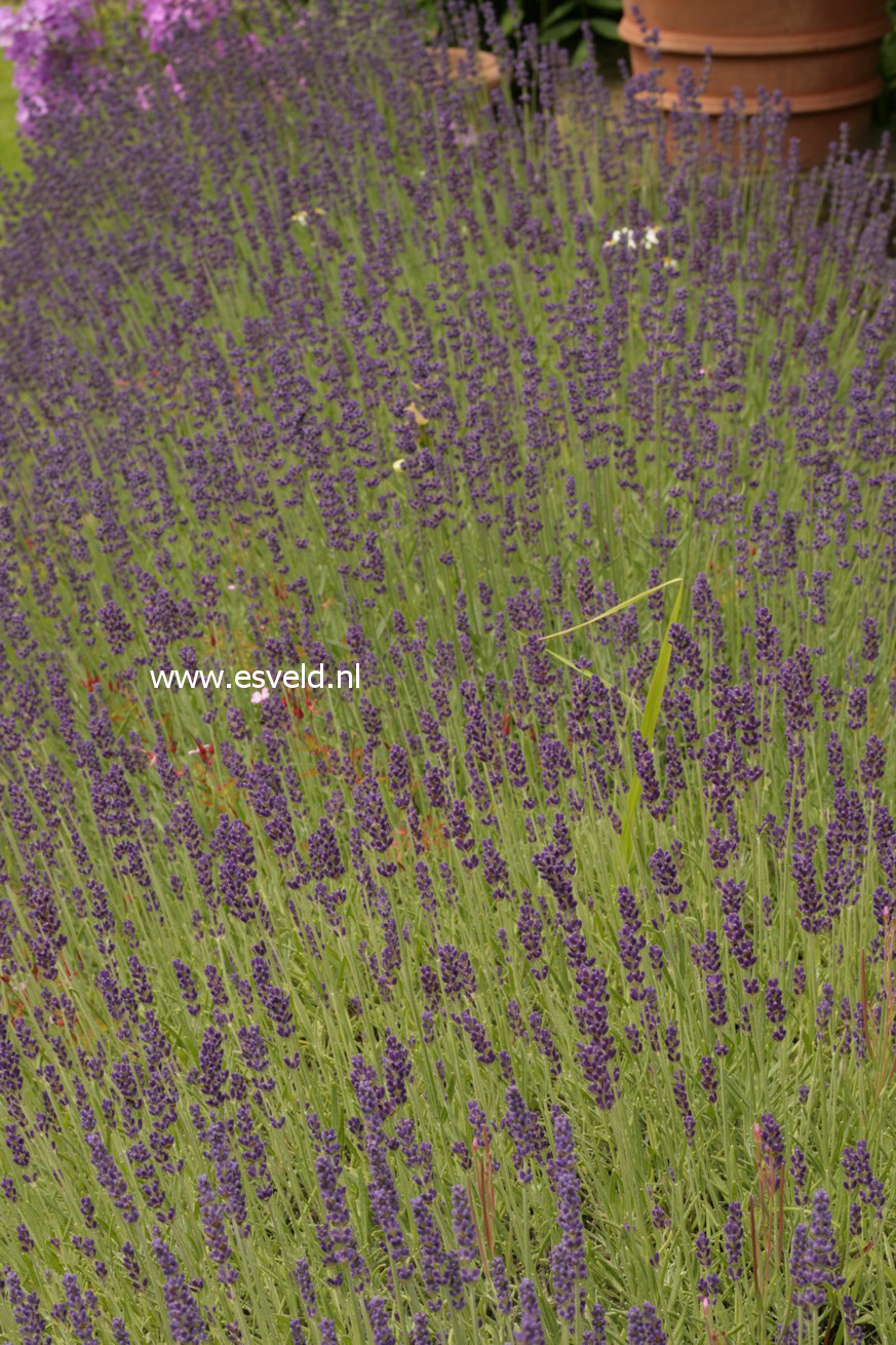 Lavandula angustifolia 'Hidcote'