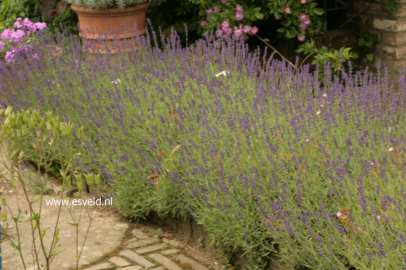 Lavandula angustifolia 'Hidcote'