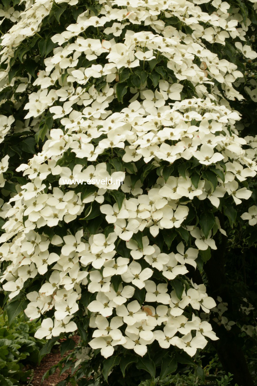 Cornus kousa 'Schmetterling'