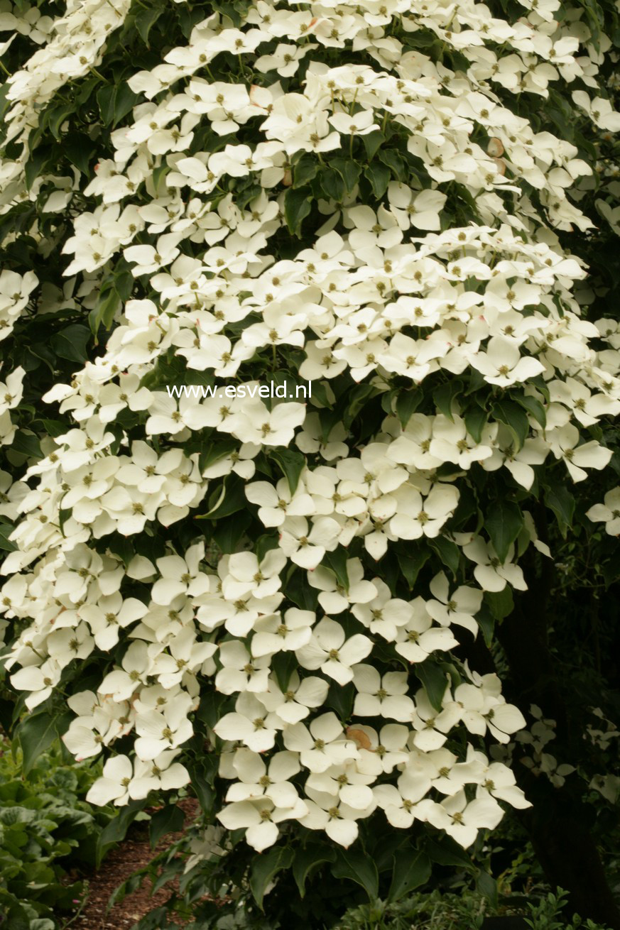 Cornus kousa 'Schmetterling'