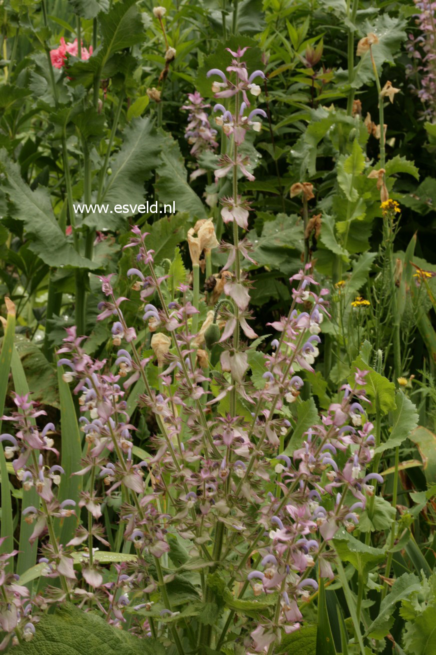 Salvia sclarea