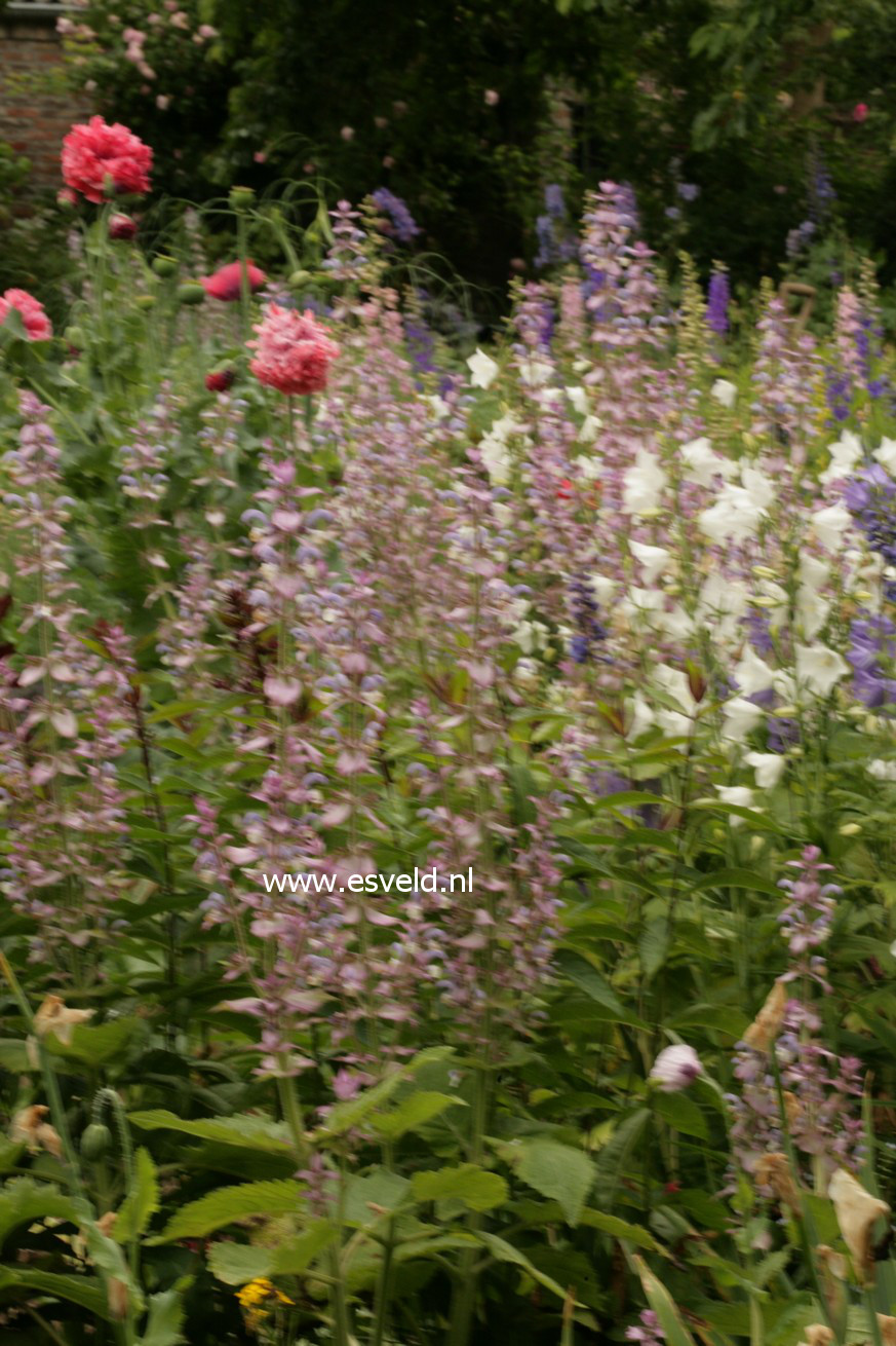 Salvia sclarea