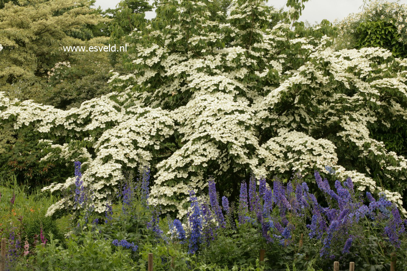 Cornus kousa 'Schmetterling'