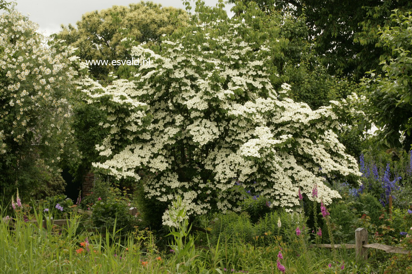 Cornus kousa 'Schmetterling'