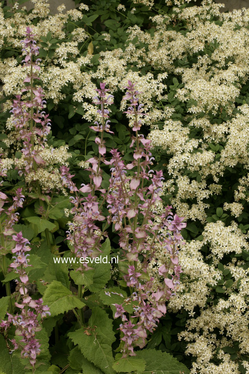 Salvia sclarea