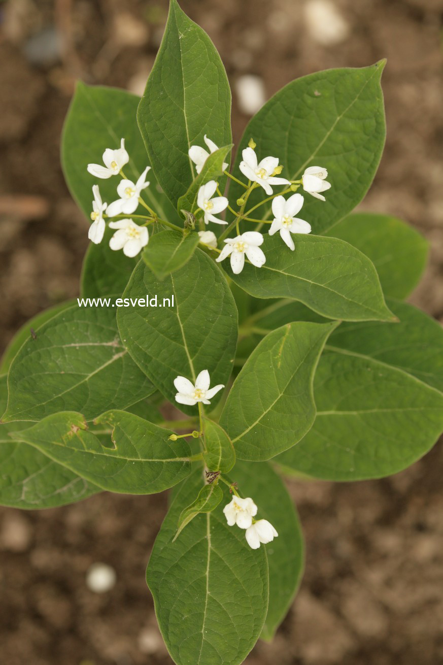 Cynanchum ascyrifolium