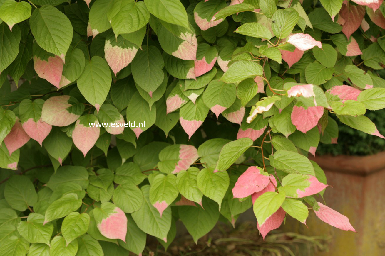 Actinidia kolomikta