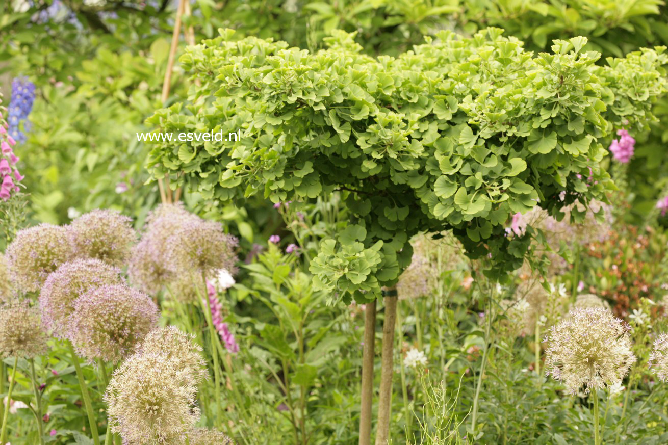 Ginkgo biloba 'Mariken'