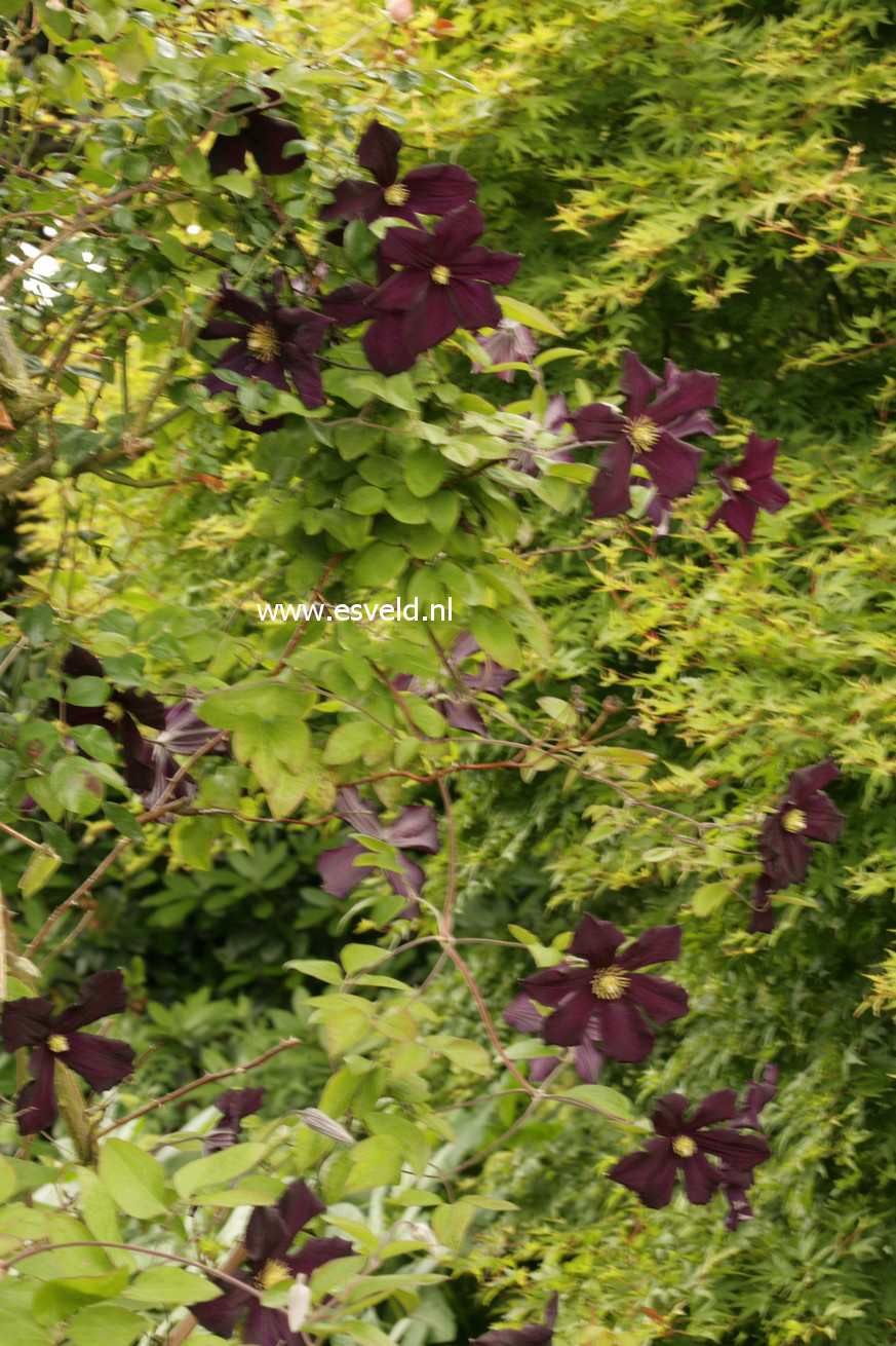 Clematis 'Romantika'