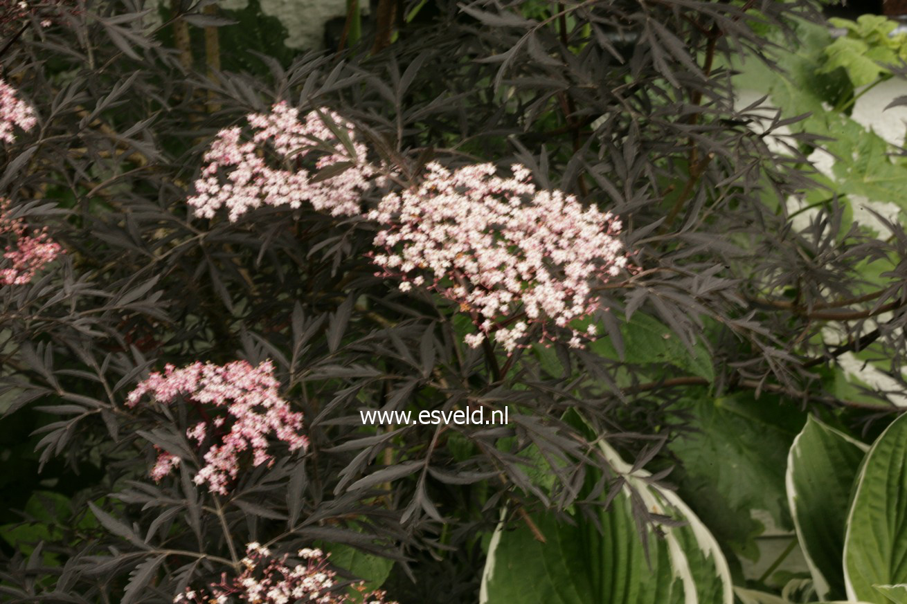 Sambucus nigra 'Eva' (BLACK LACE)