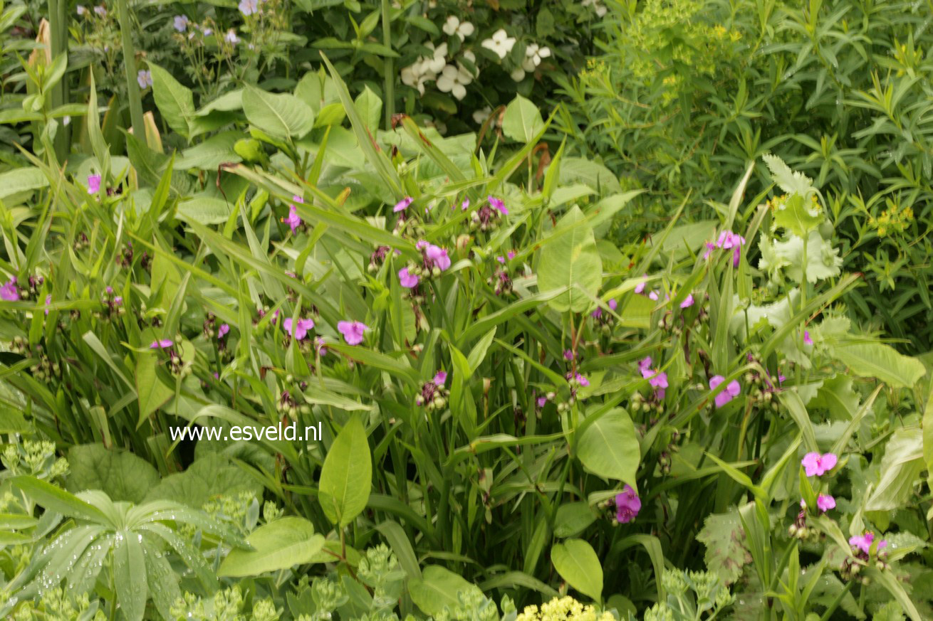 Tradescantia andersoniana 'Red Grape'