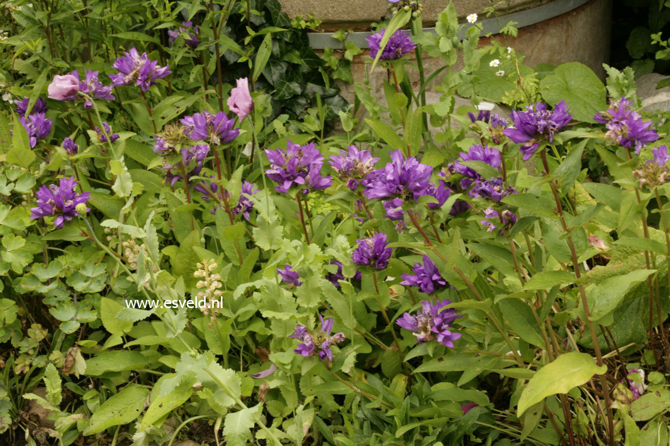 Campanula glomerata 'Superba'