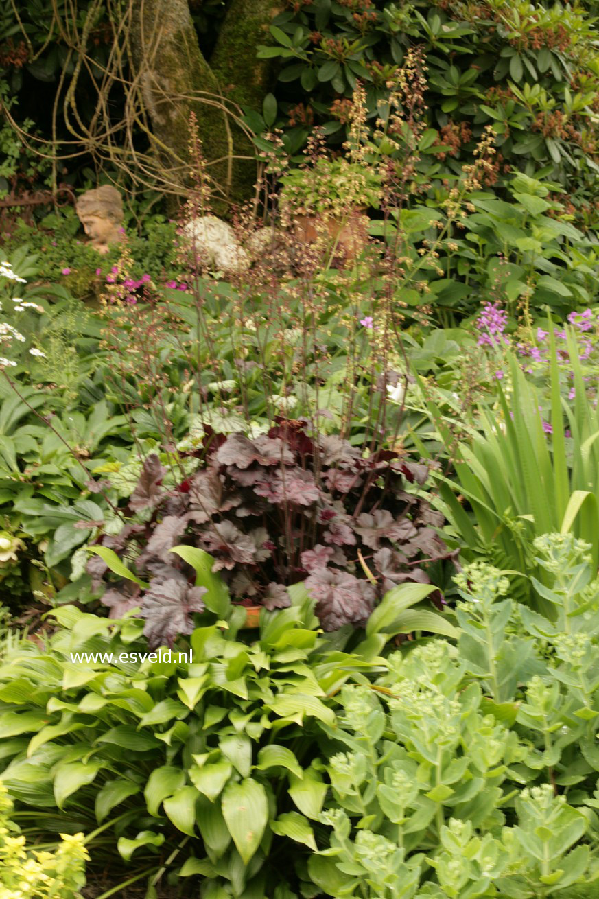 Heuchera 'Obsidian'