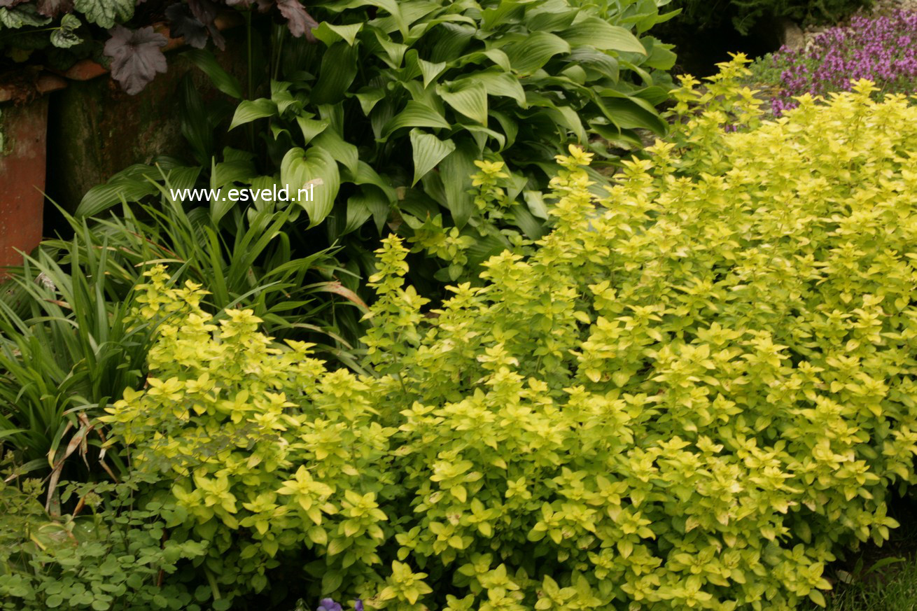 Origanum vulgare 'Thumble's Variety'