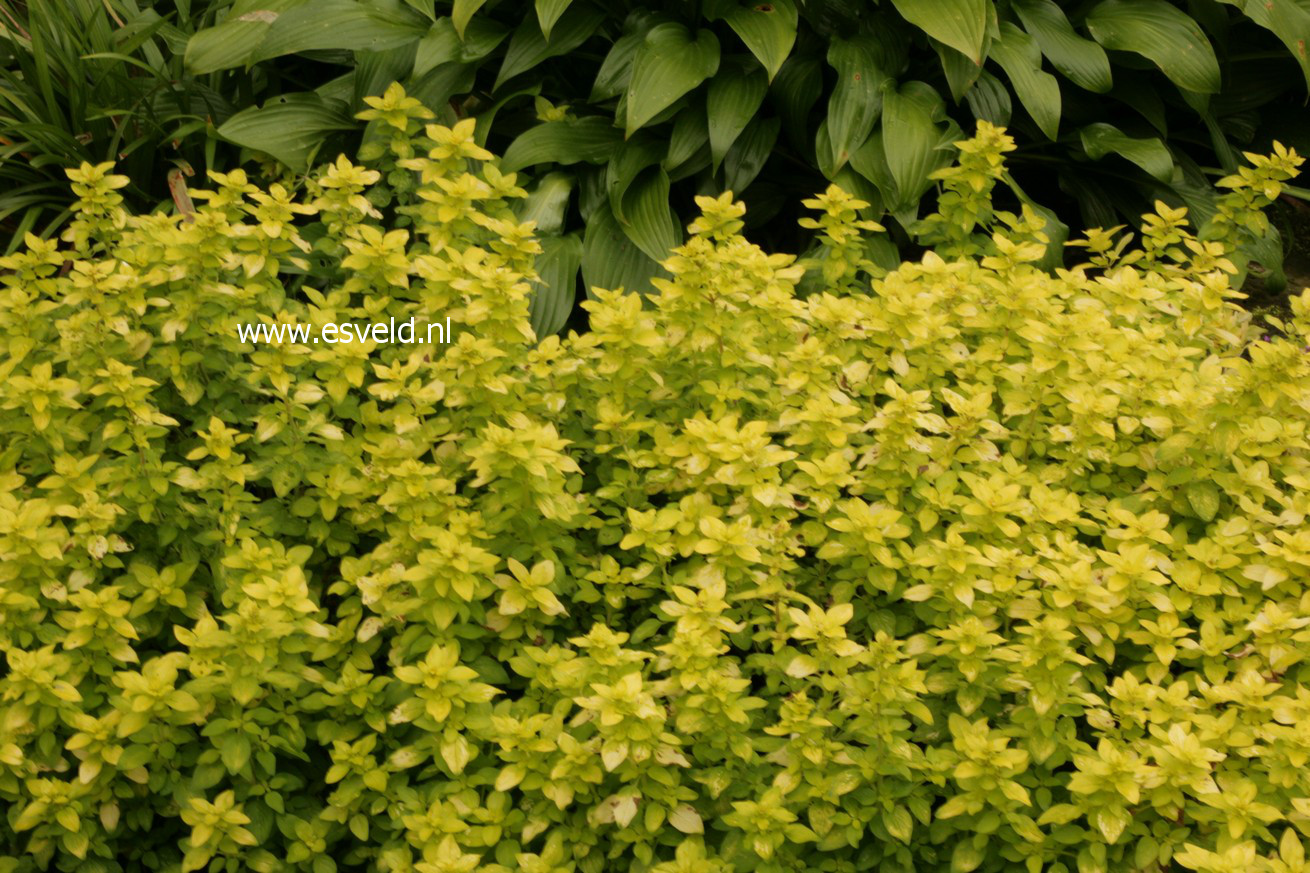 Origanum vulgare 'Thumble's Variety'