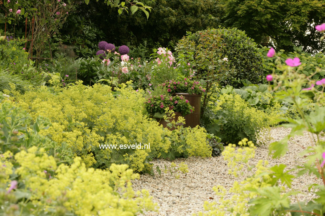 Alchemilla mollis