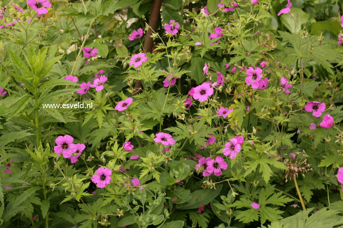 Geranium psilostemon