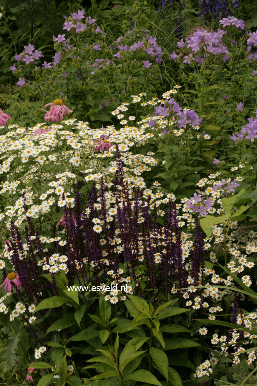 Salvia nemorosa 'Caradonna'