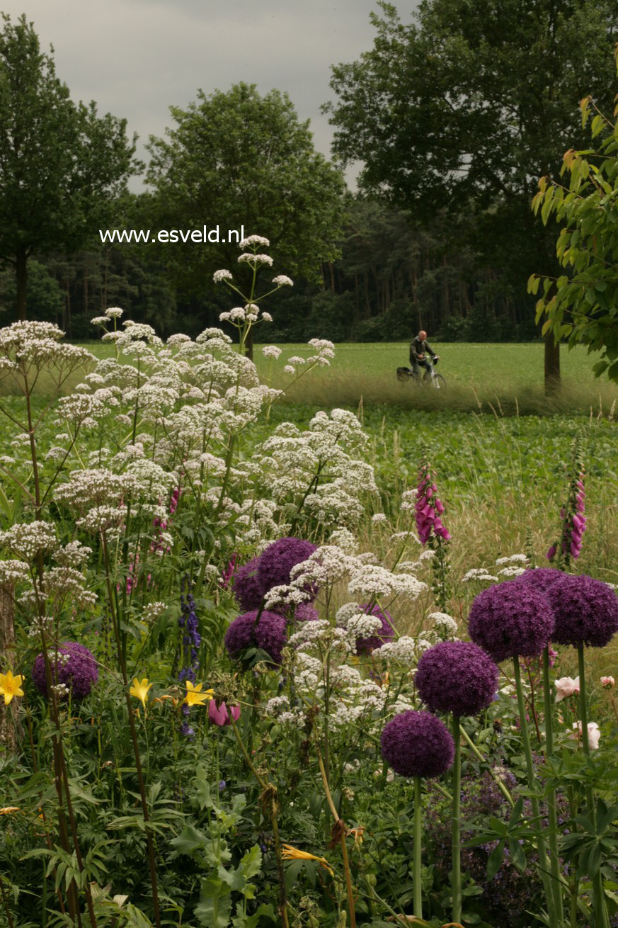 Valeriana officinalis