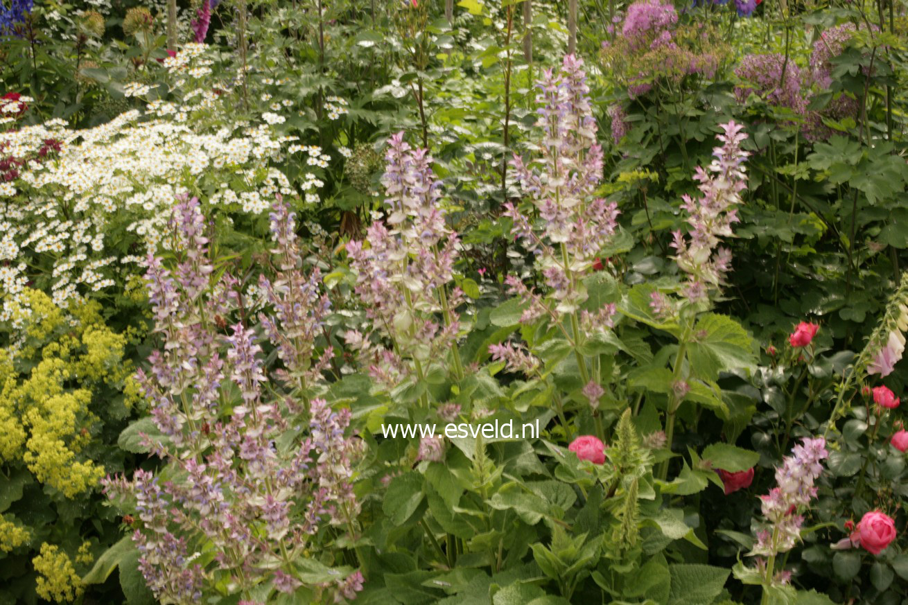 Salvia sclarea