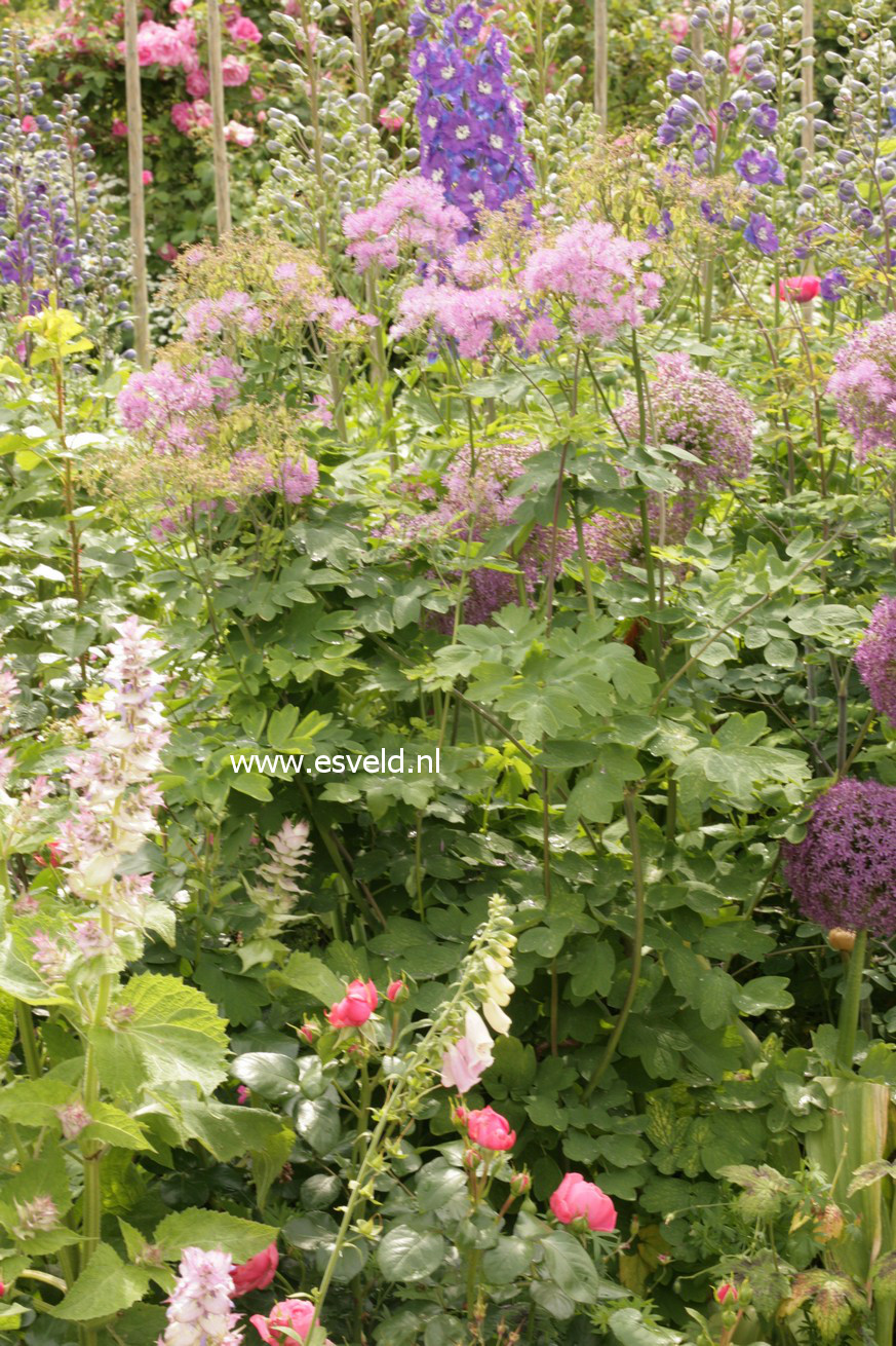 Thalictrum aquilegifolium