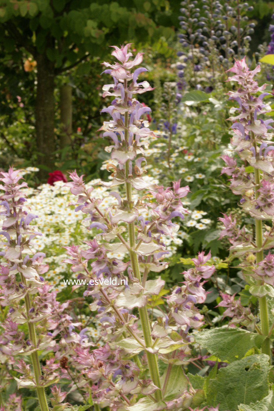 Salvia sclarea