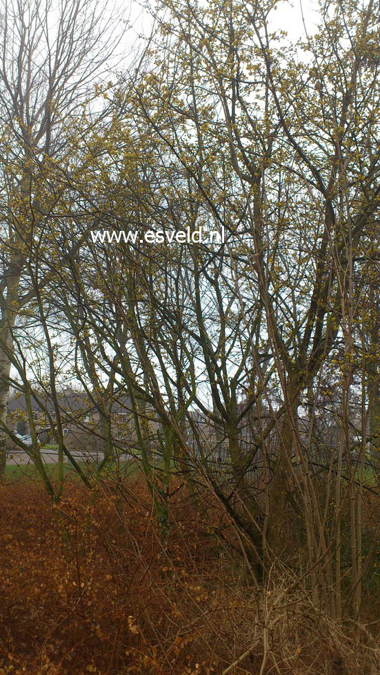 Cornus mas