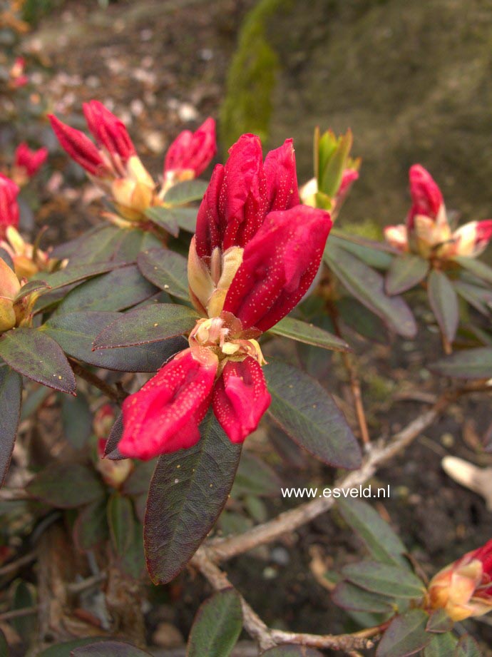 Rhododendron 'Wee Bee'