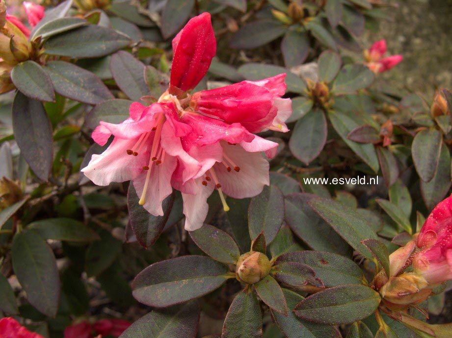 Rhododendron 'Wee Bee'