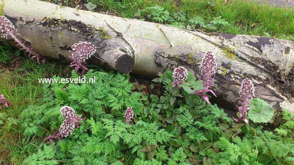 Petasites hybridus