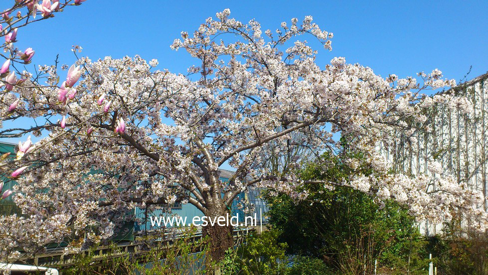 Prunus yedoensis