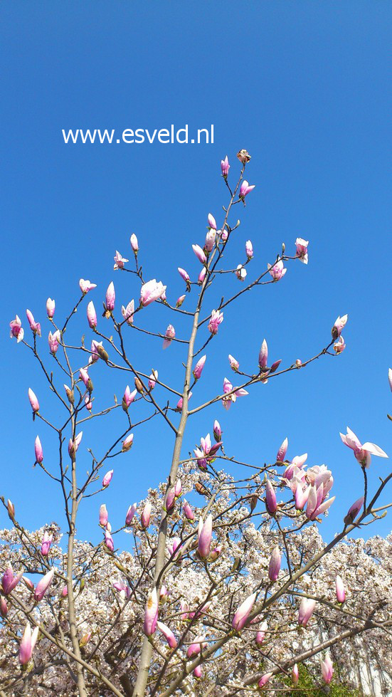 Magnolia 'Big Dude'