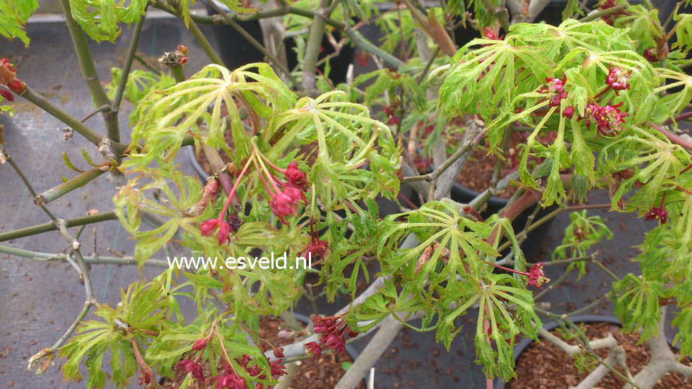 Acer japonicum 'Fairy Light'