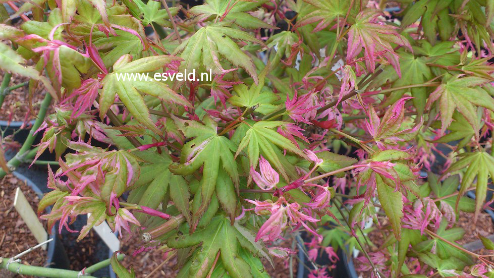 Acer palmatum 'Rokugatsu en nishiki'