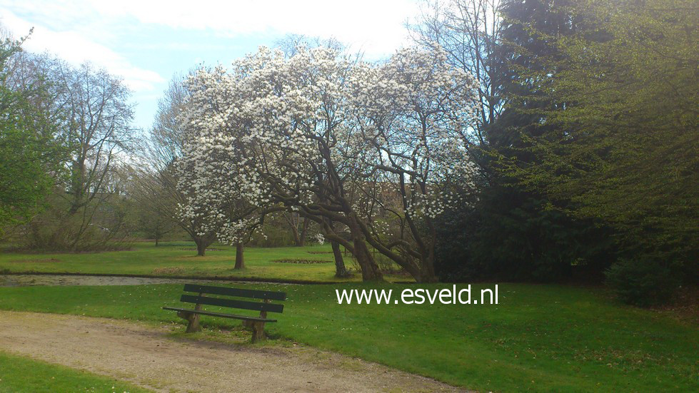 Magnolia soulangeana 'Alba Superba'