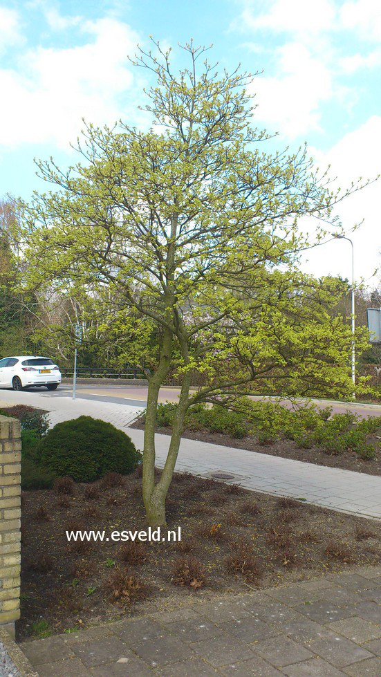 Cornus controversa 'Variegata'