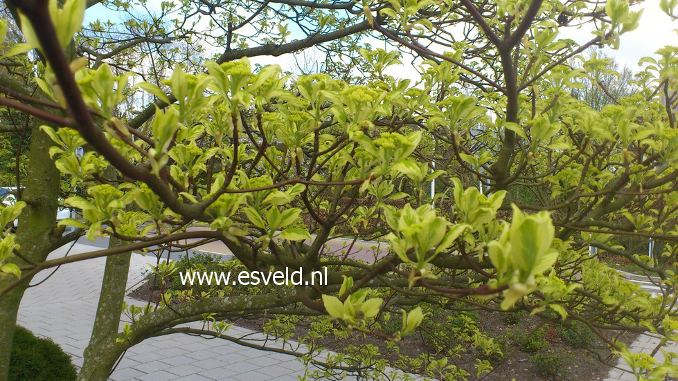 Cornus controversa 'Variegata'