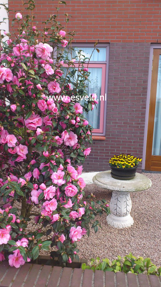 Camellia japonica
