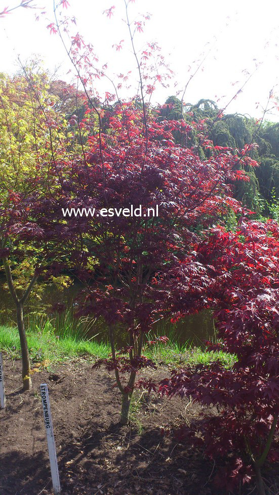 Acer palmatum 'Trompenburg'