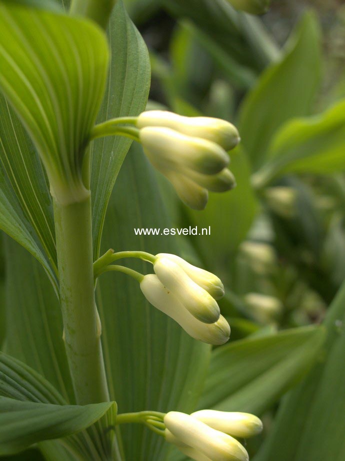 Polygonatum odoratum