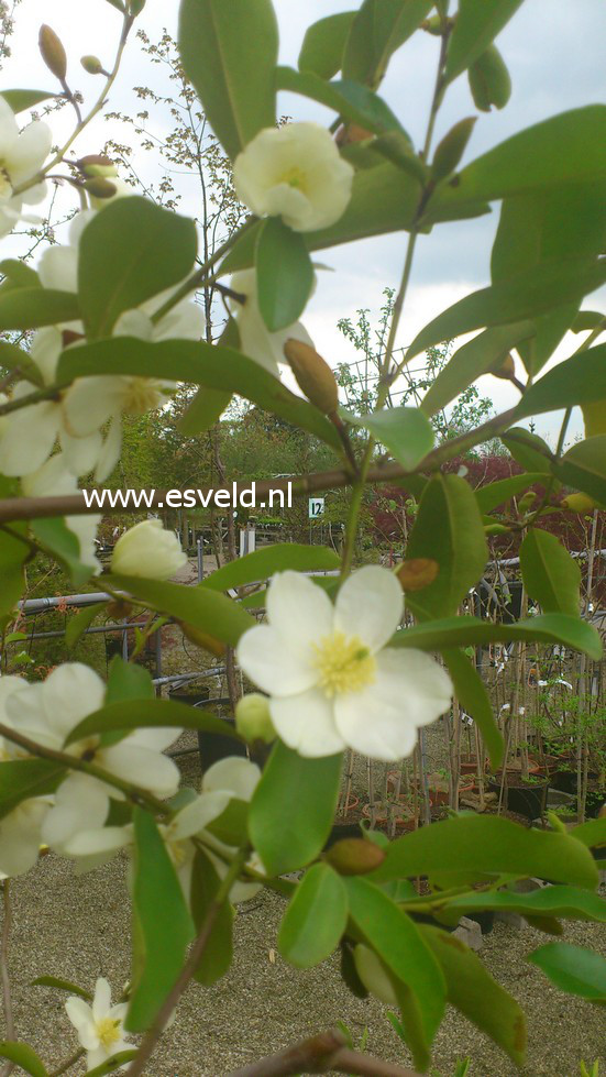 Magnolia laevifolia